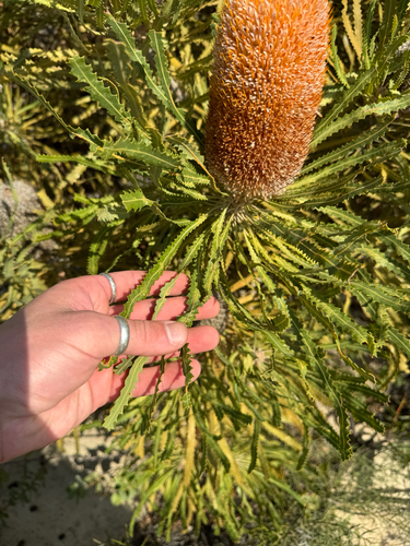 Banksia hookeriana, photograph 6