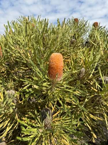 Banksia hookeriana, photograph 5