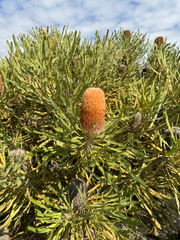 (c) Tyler Anthony, some rights reserved (CC BY) Banksia hookeriana, photograph (c) Tyler Anthony, some rights reserved (CC BY)