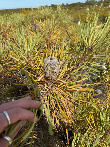 Hooker's Banksia (Banksia hookeriana)