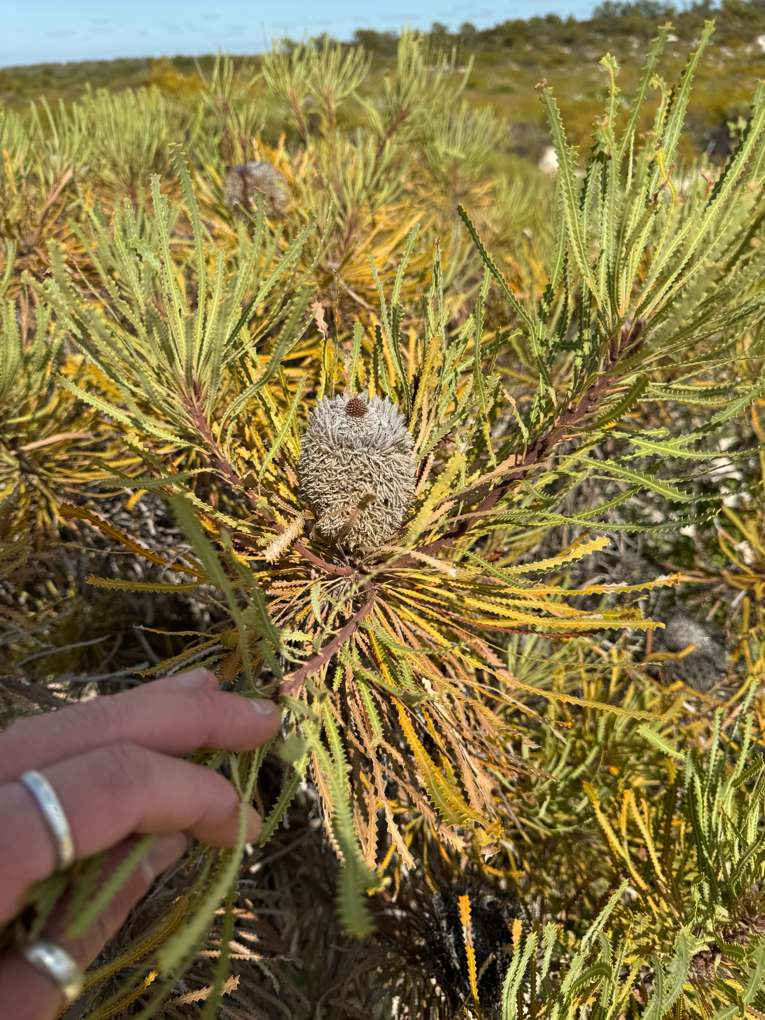 Hooker's Banksia (Banksia hookeriana)