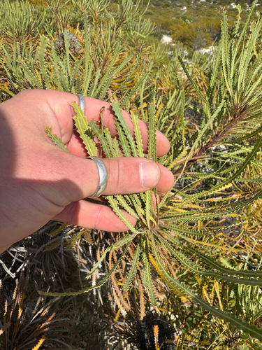 Banksia hookeriana, photograph 2
