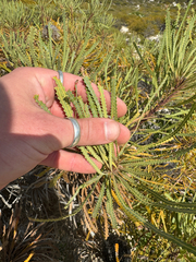 (c) Tyler Anthony, some rights reserved (CC BY) Banksia hookeriana, photograph (c) Tyler Anthony, some rights reserved (CC BY)