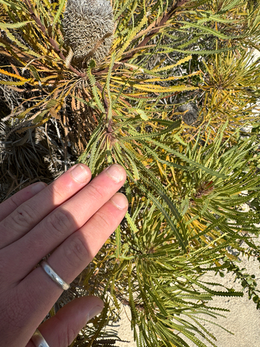 Banksia hookeriana, photograph 3