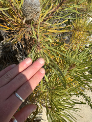 (c) Tyler Anthony, some rights reserved (CC BY) Banksia hookeriana, photograph (c) Tyler Anthony, some rights reserved (CC BY)