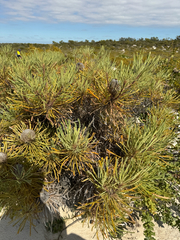 (c) Tyler Anthony, some rights reserved (CC BY) Banksia hookeriana, photograph (c) Tyler Anthony, some rights reserved (CC BY)