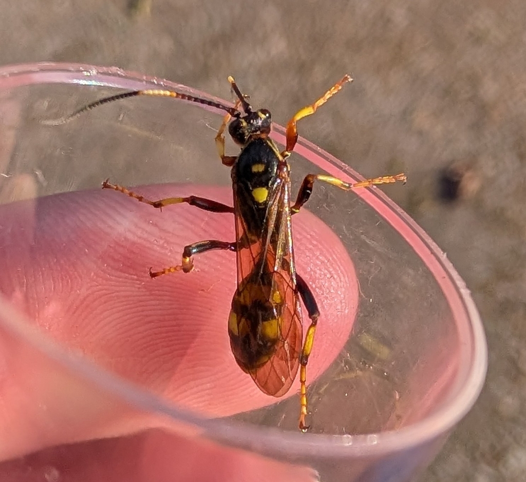 Diphyus trifasciatus