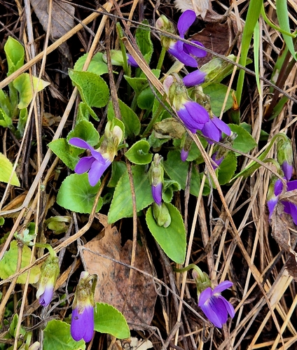 Austrian Violet (Viola ambigua)