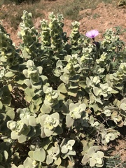 Pseudodictamnus acetabulosus