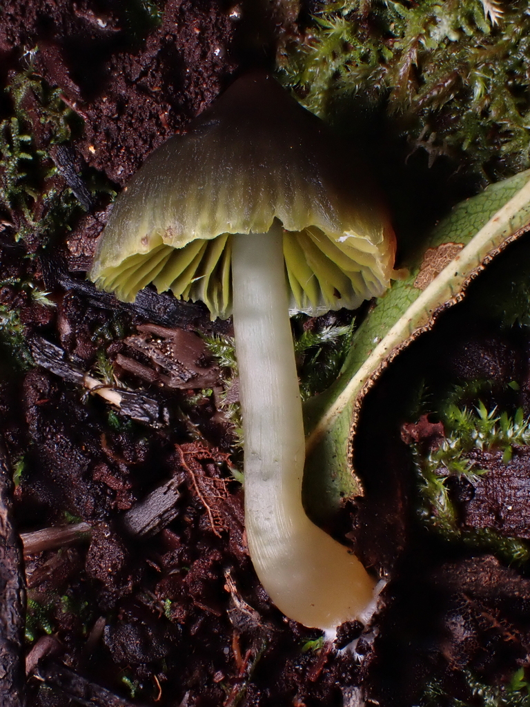 Humidicutis woodii