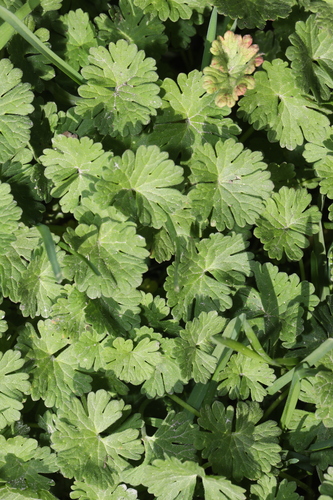 Small-Flowered Crane's-Bill (Geranium pusillum)