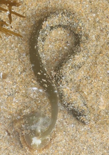 Common shore eel (Alabes dorsalis) — Gobiesocidae — 5