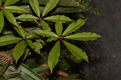 Aesculus chinensis, 2026-04-05