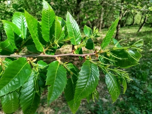 Sweet Chestnut (Castanea sativa)