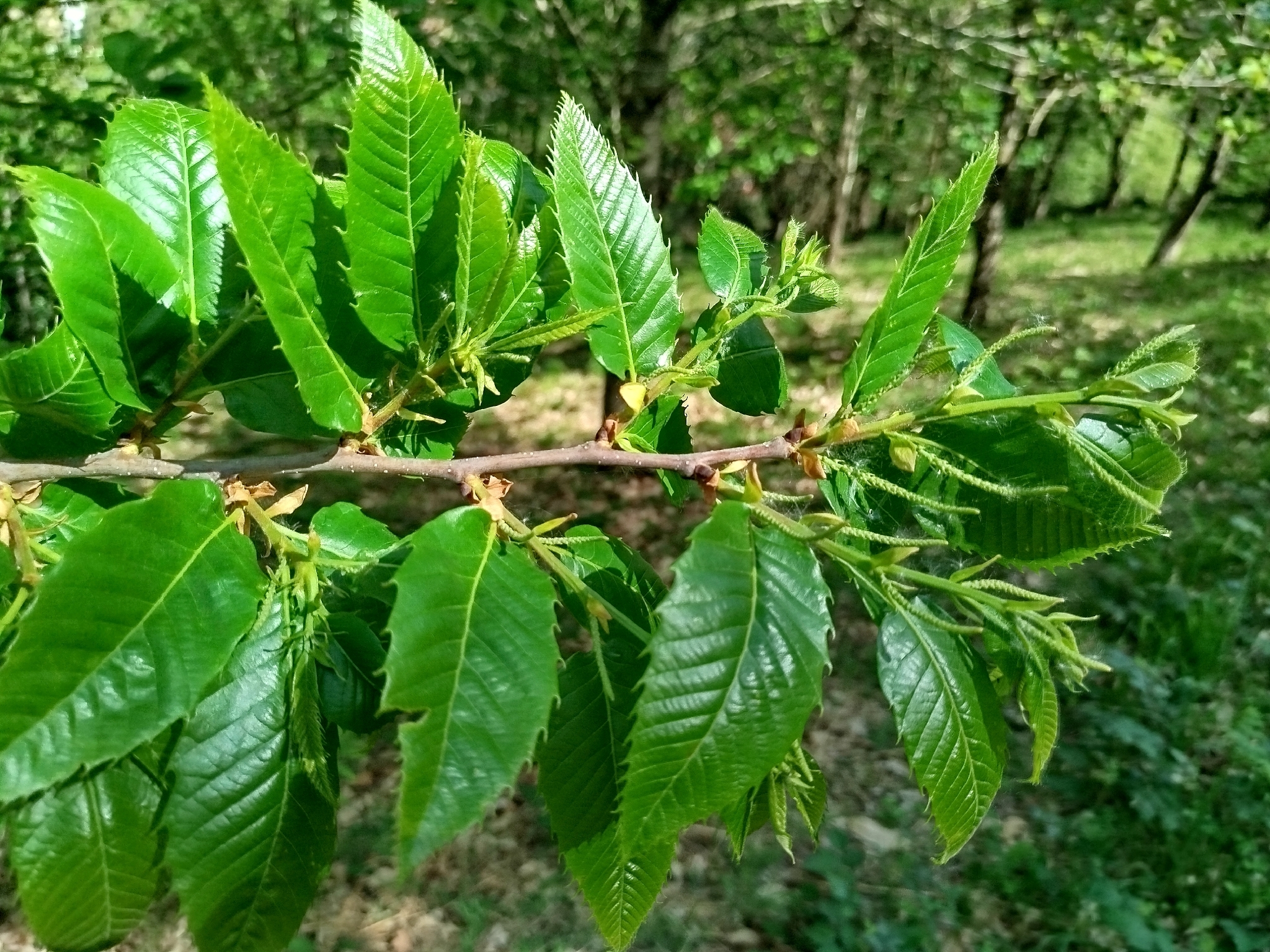 Sweet Chestnut (Castanea sativa)