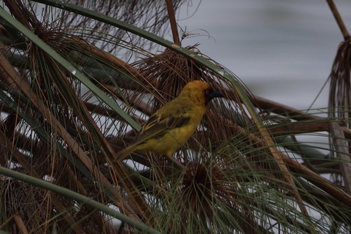 iNaturalist image
