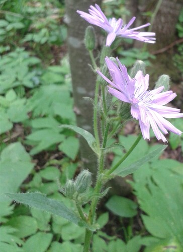 Lactuca Macrophylla (Cicerbita macrophylla)