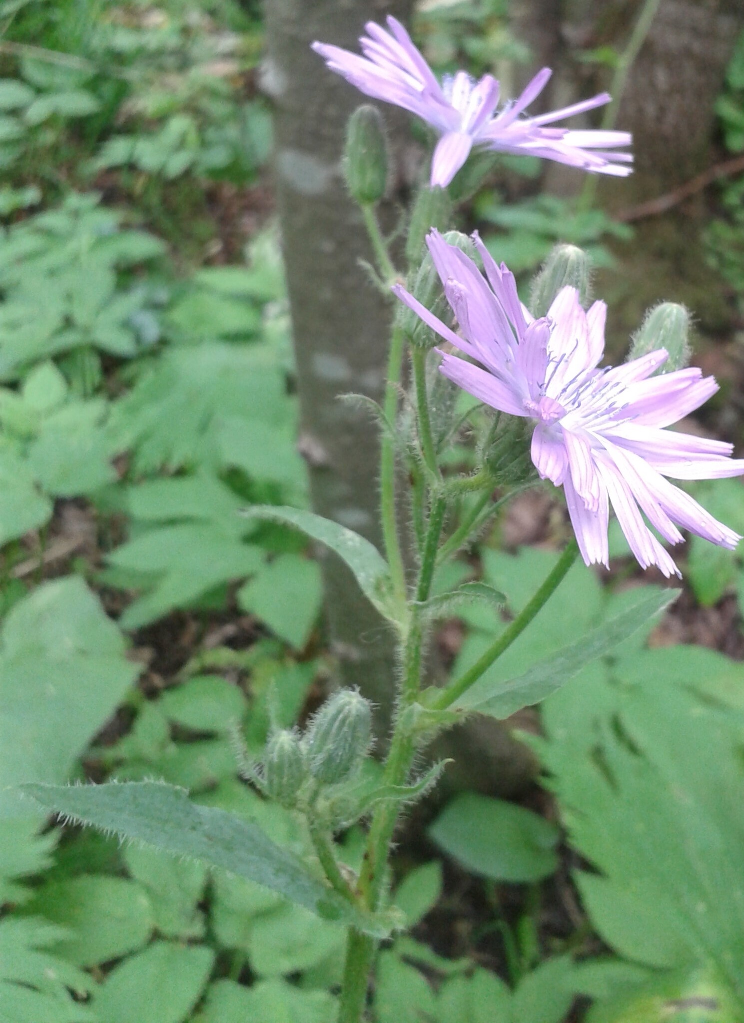 Lactuca Macrophylla (Cicerbita macrophylla)