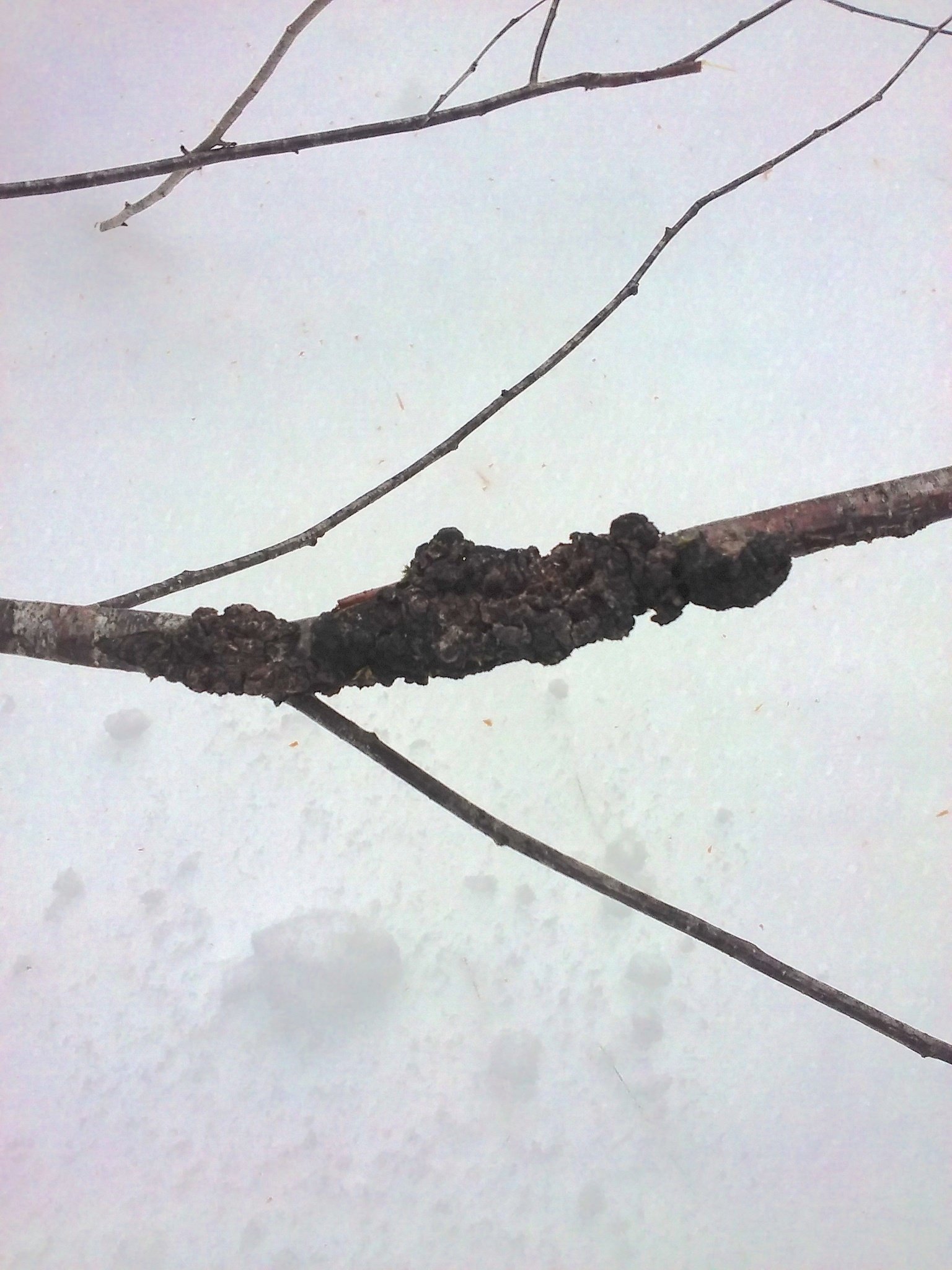 Venturiaceae image