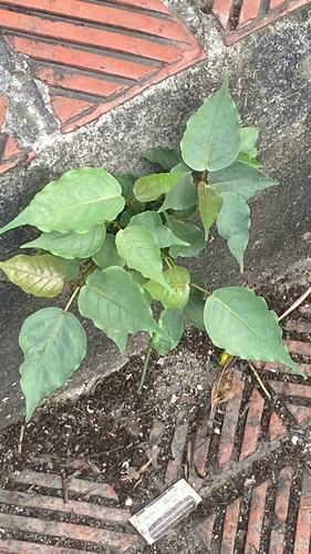 Sacred fig