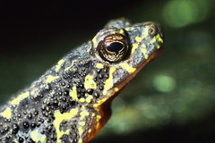 Leptophryne javanica