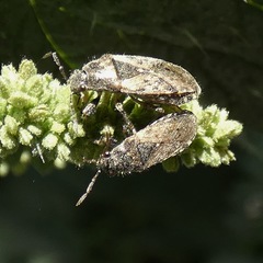 Heterogaster urticae