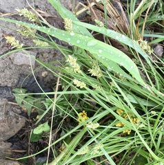 Carex divulsa