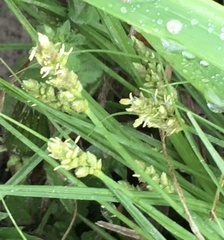 Carex divulsa
