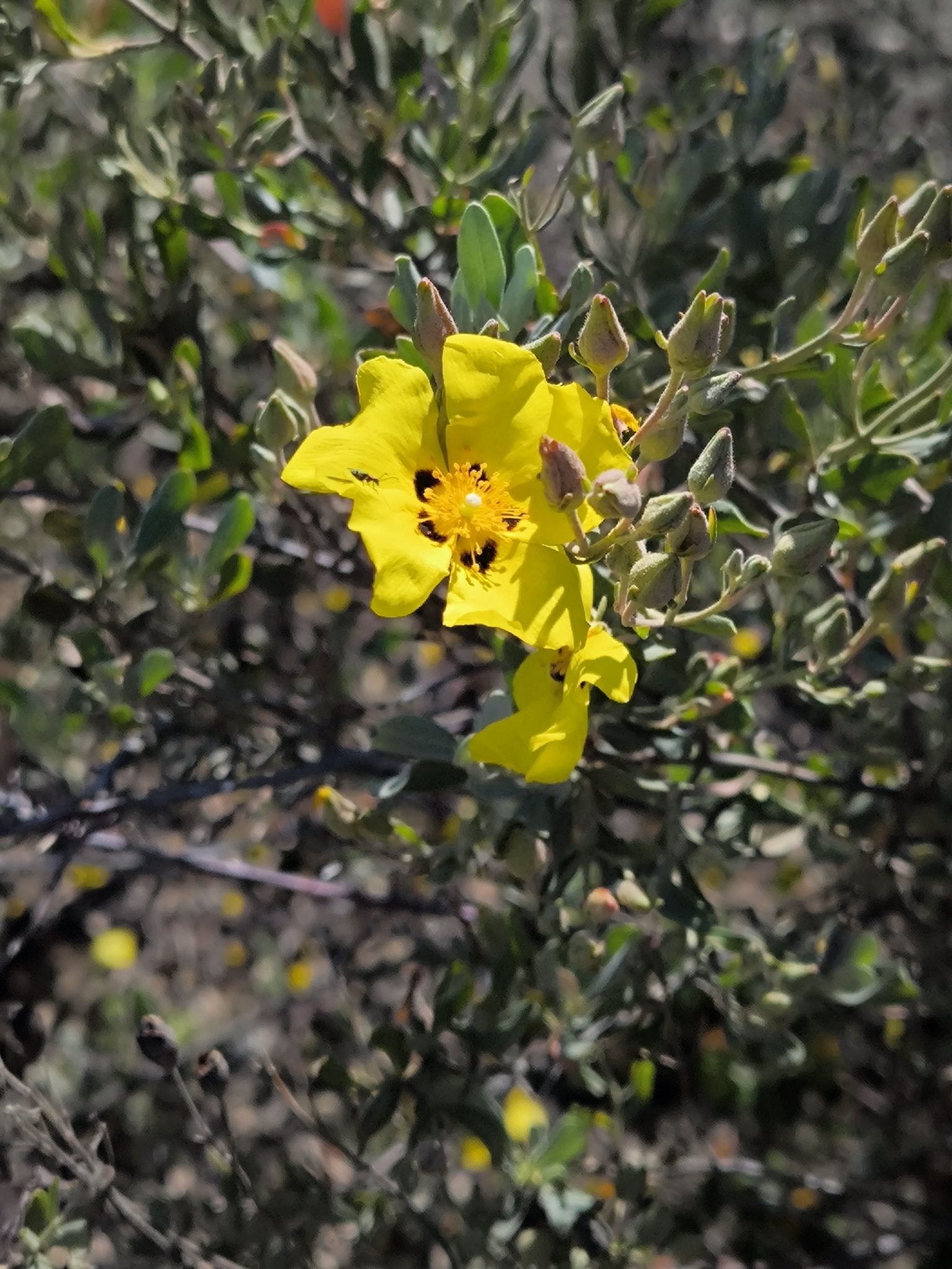Spotted Yellow Sun Rose (Cistus halimifolius)