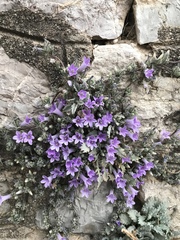 Campanula celsii