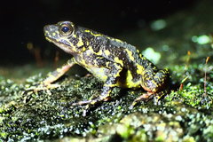 Leptophryne javanica