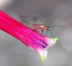 Macrosiphum gaurae