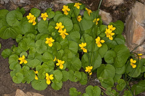 Twoflower Violet (Viola biflora)