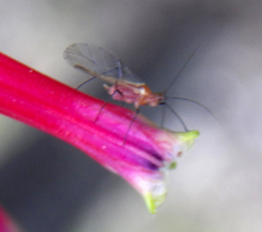 Macrosiphum gaurae