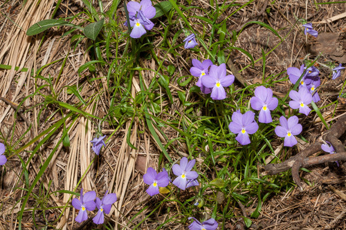 Bertoloni's Pansy (Viola bertolonii)