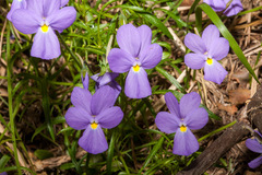 Viola bertolonii, photograph (c) Drepanostoma, some rights reserved (CC BY)
