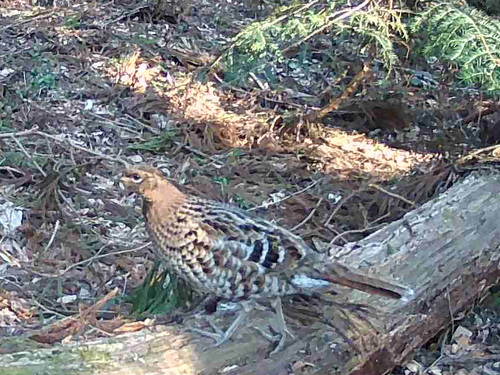 Copper Pheasant (Syrmaticus soemmerringii)