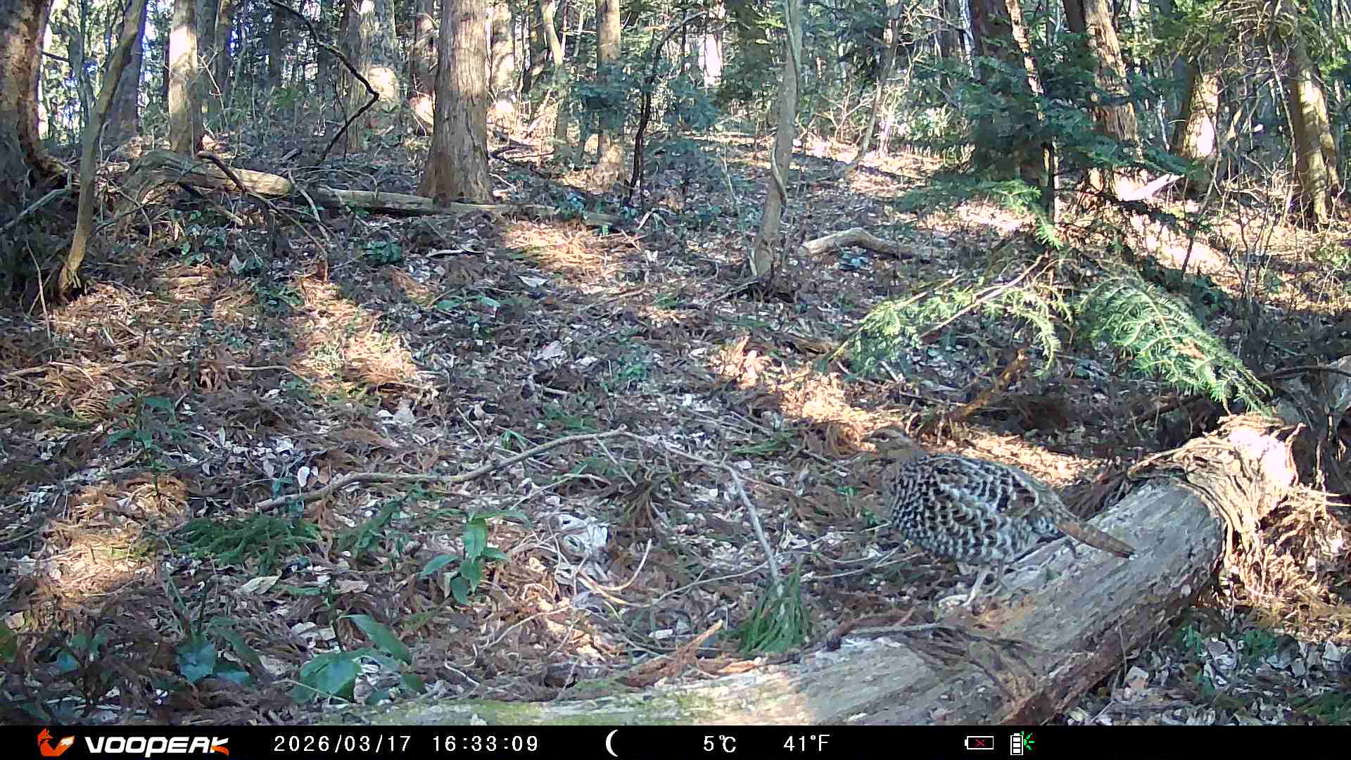 Copper Pheasant (Syrmaticus soemmerringii), photo 2