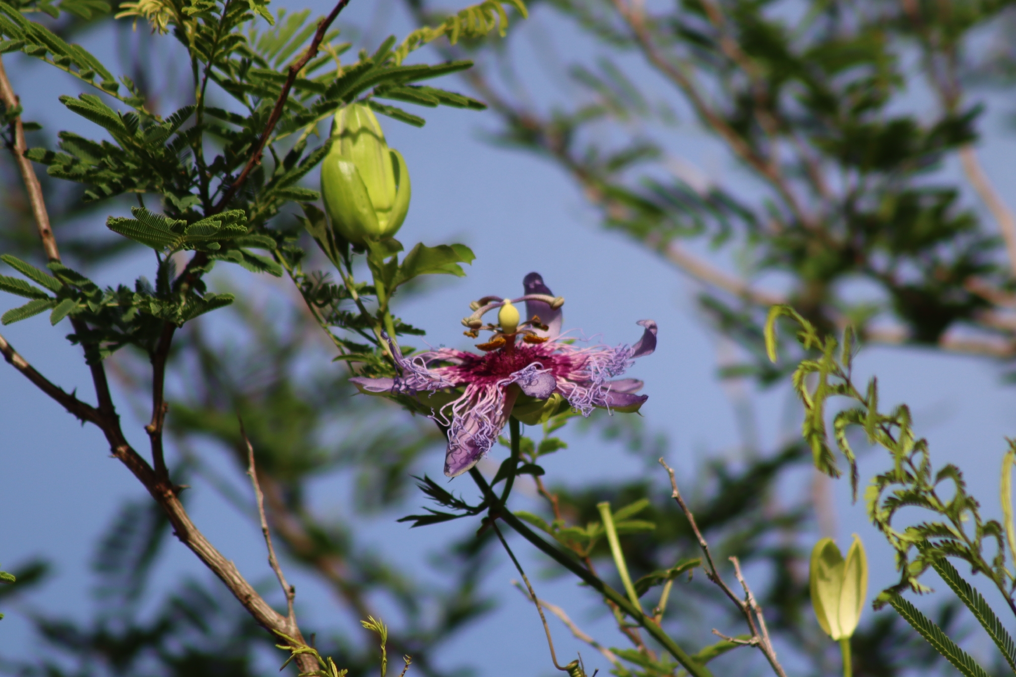 Passiflora cincinnata