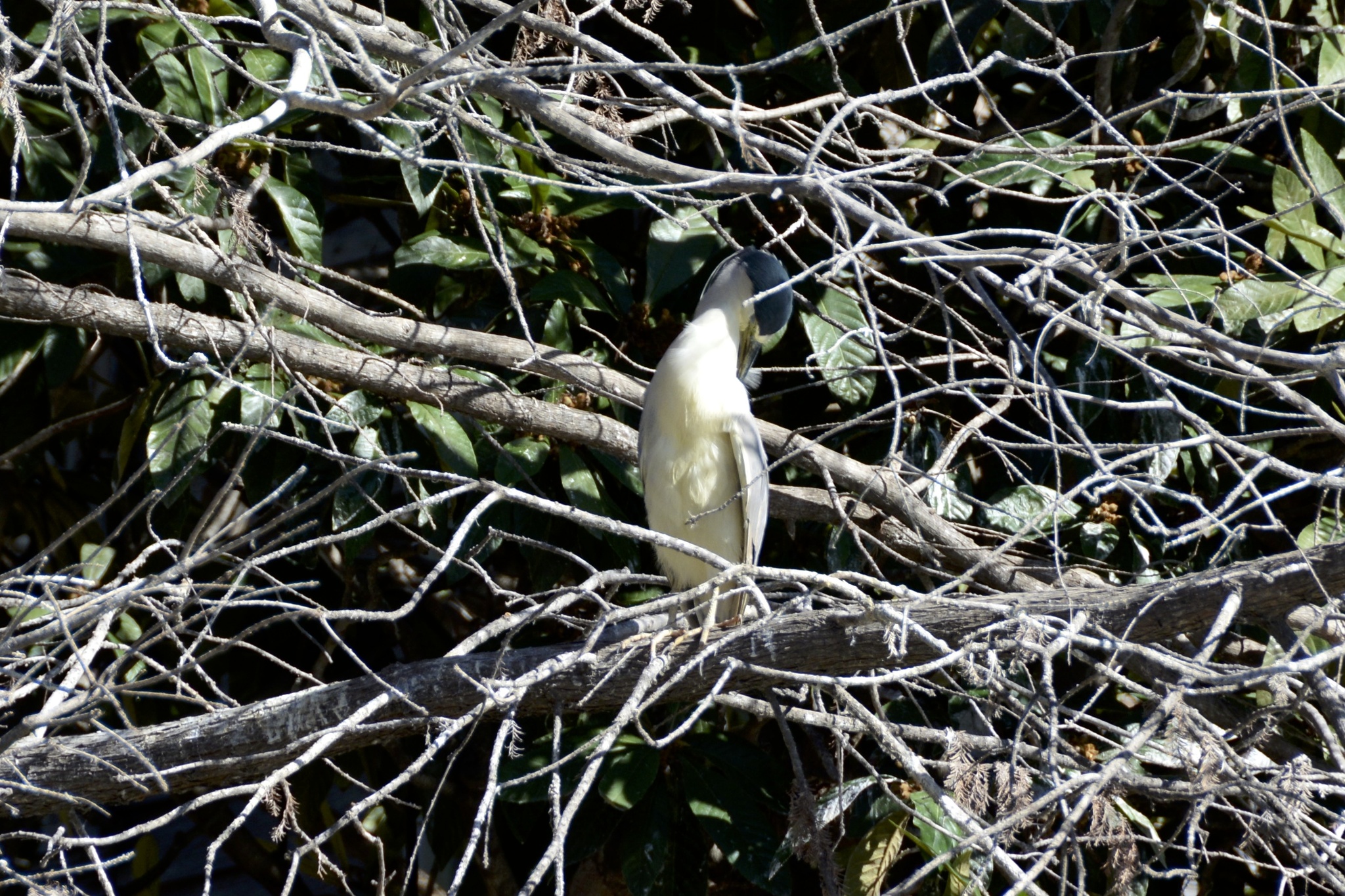 Black-crowned Night Heron
