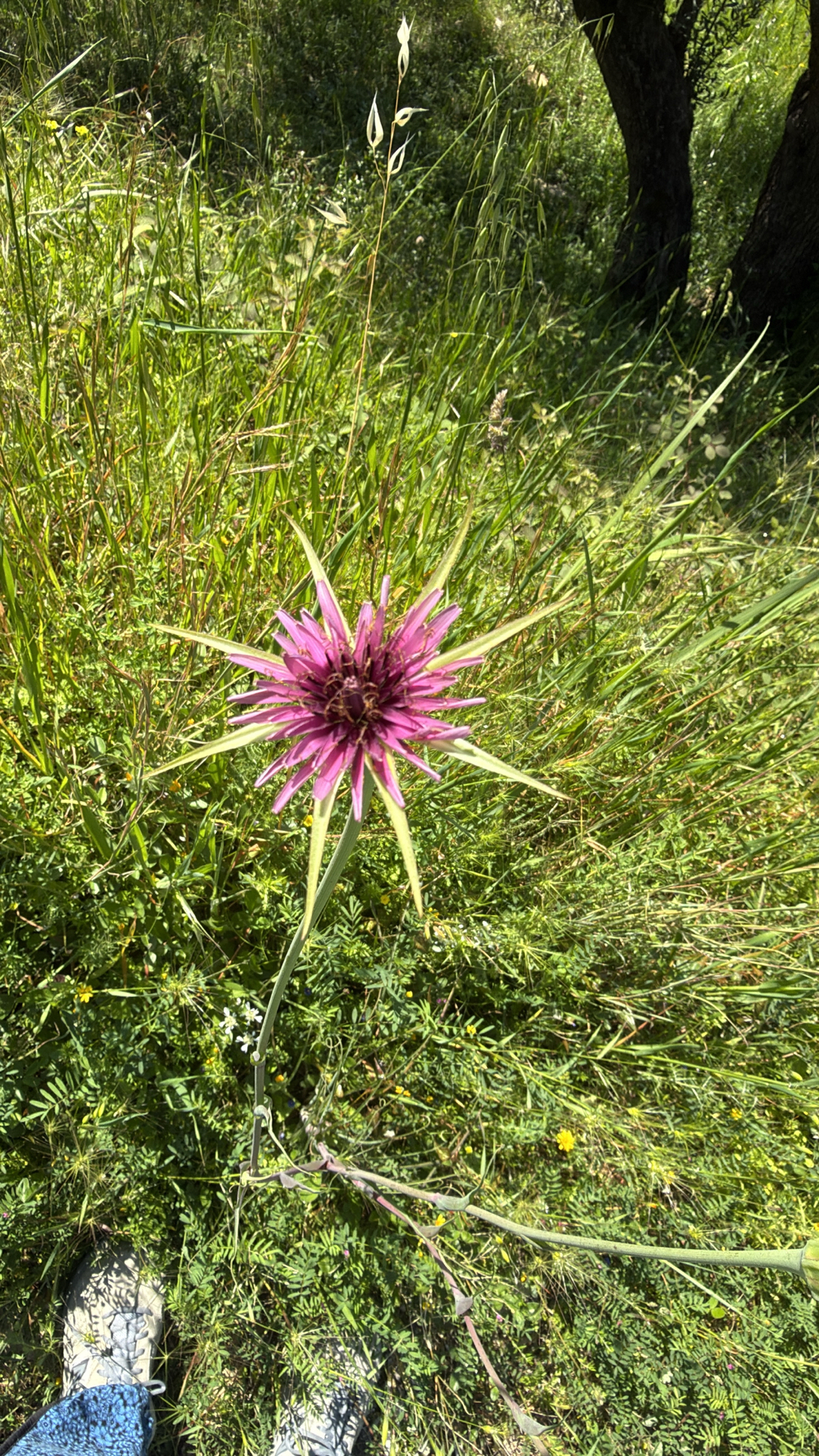 Purple Salsify (Tragopogon porrifolius)
