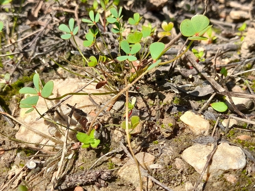 Marsilea strigosa (Marsilea strigosa)