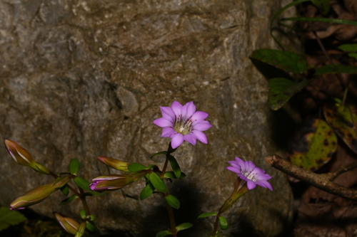 Gentiana rubicunda, 2026-04-05