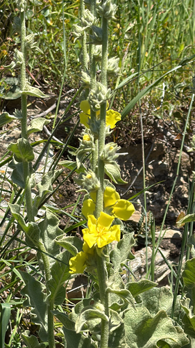 Wavy-leaved Mullein (Verbascum undulatum)