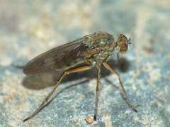 Helichochaetus discifer