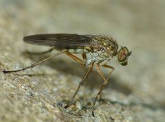 Helichochaetus discifer