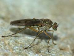 Helichochaetus discifer