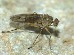 Helichochaetus discifer