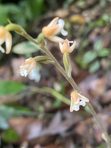 Vein-leaved Orchid (Zeuxine nervosa)
