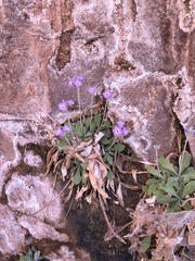 Primula specuicola